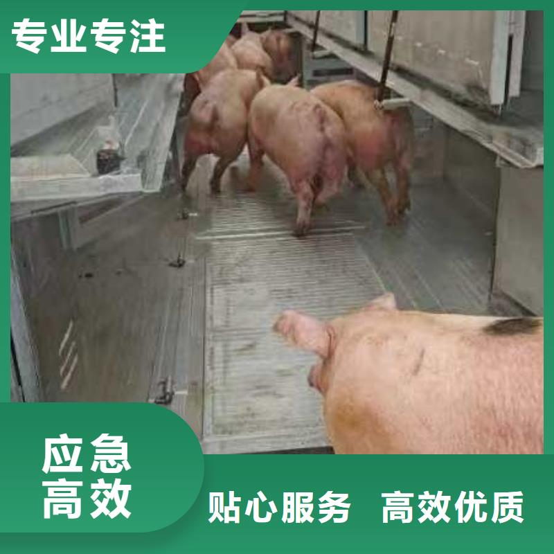 宿迁市泗阳到淮南羊运输专用车合理