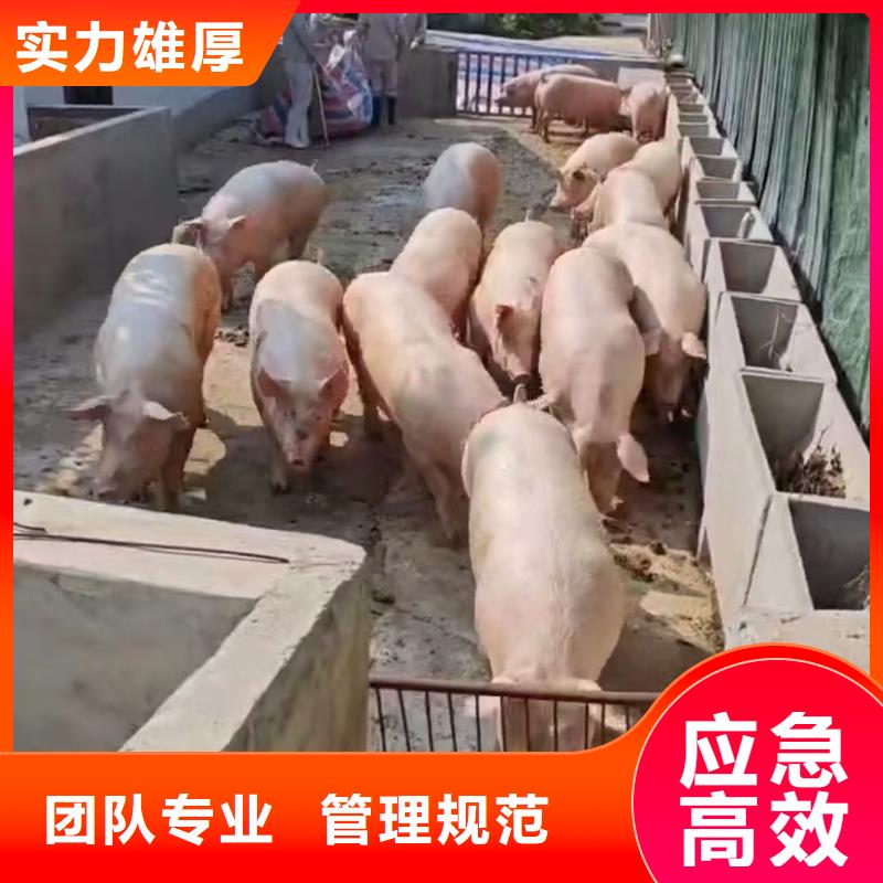 宿迁市沭阳到枣庄原料运输团队专业