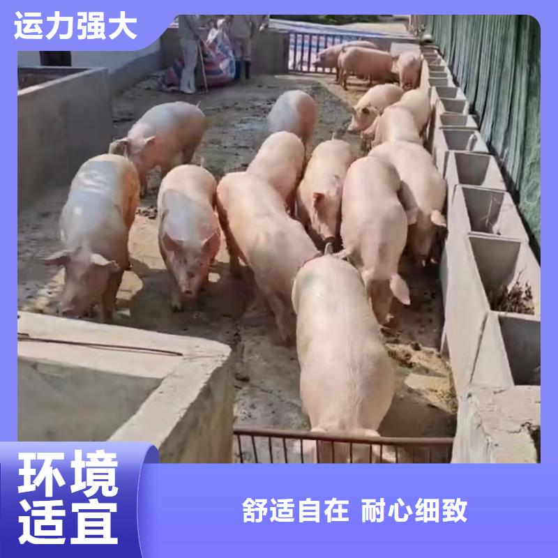宿迁到惠济恒温车运输支持到付