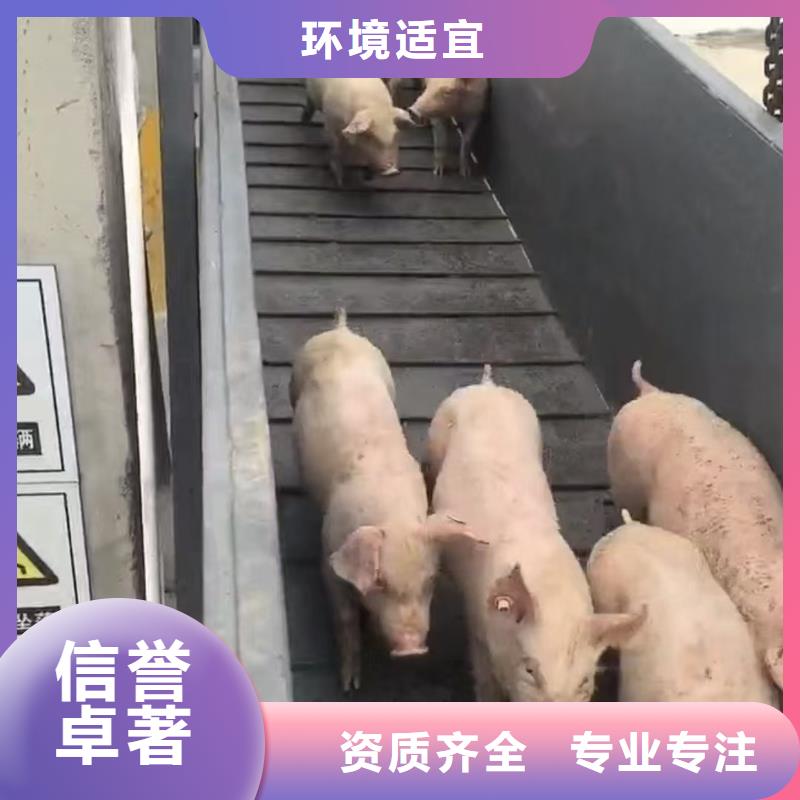 宿迁市泗阳到信阳农牧物流运力强大