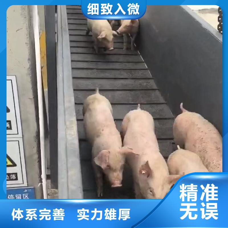 宿迁市到衢州高栏车肥猪运输透明