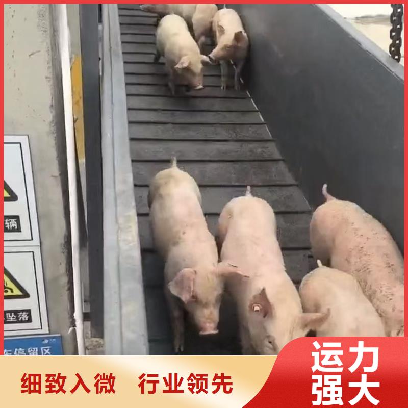 杭州到湘潭牛运输专用车全程呵护