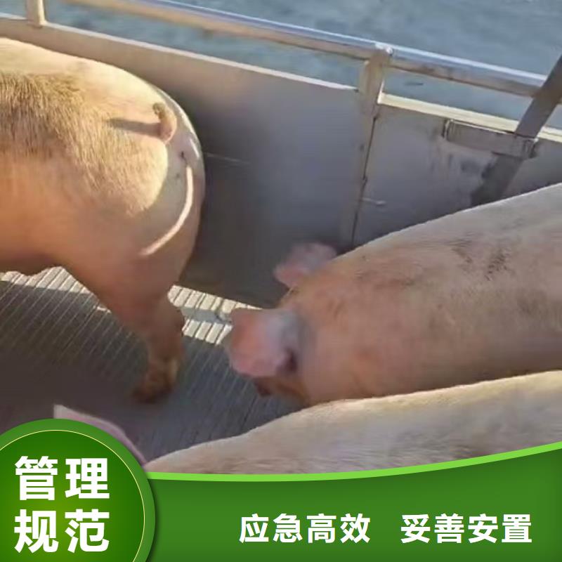 宿迁市泗阳到盐城农牧运输正规物流