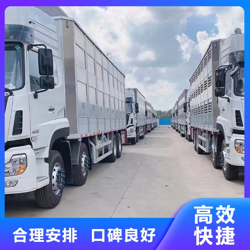 阜阳到新疆种猪空调车运输团队专业