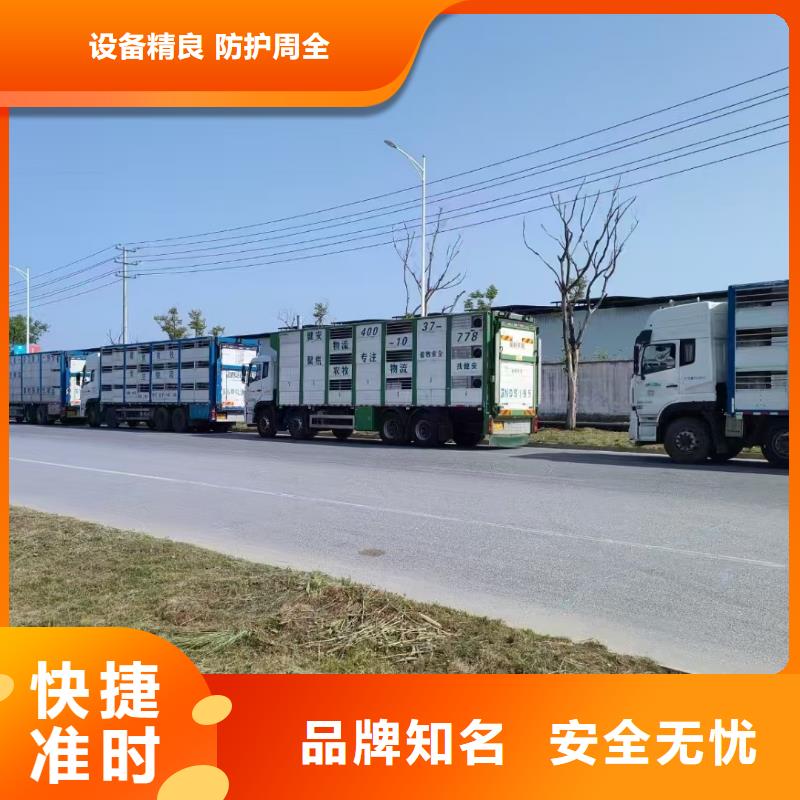 日照到三门峡生猪运输精准无误