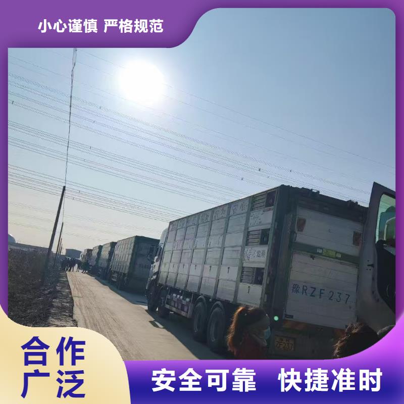 宿迁市沭阳到枣庄牛运输专用车天天发车