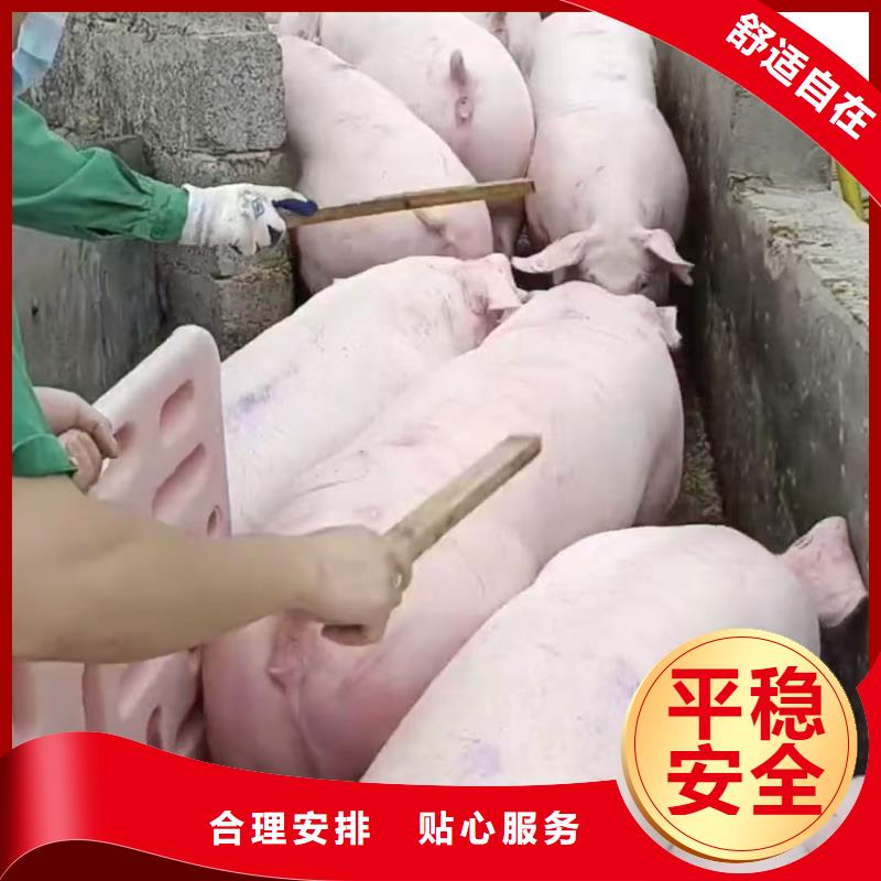 铜陵到枣庄种猪恒温车运输耐心细致