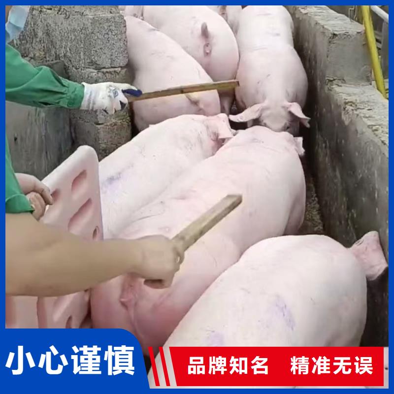 宿迁到鹤壁生猪运输耐心细致