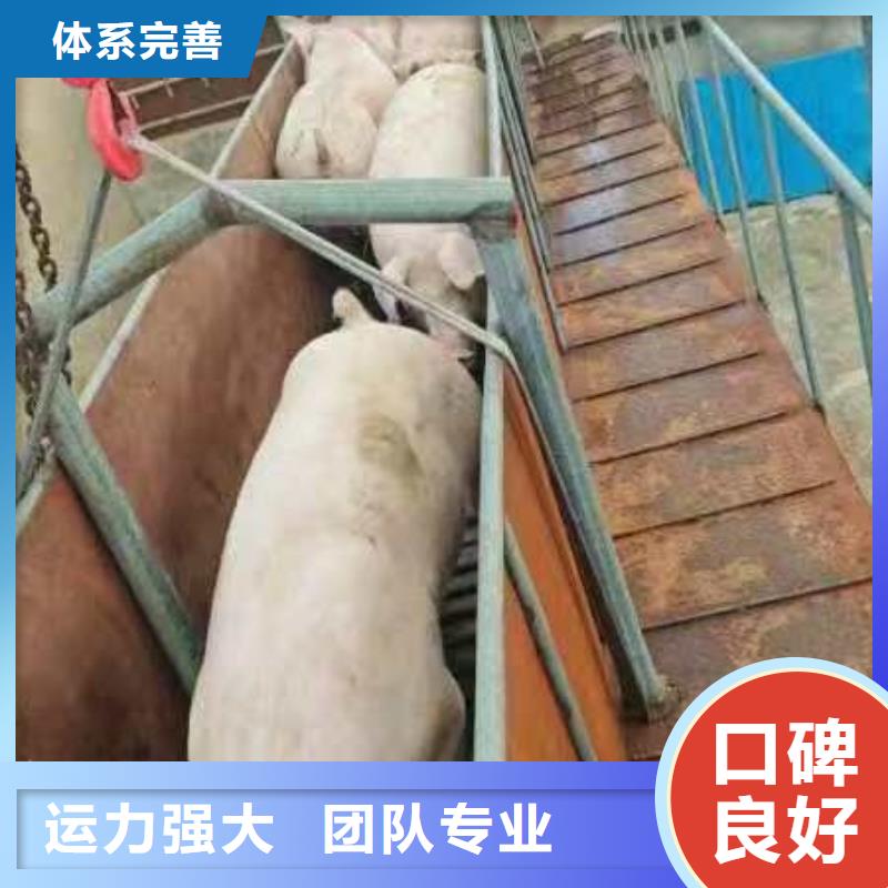 宿迁市泗洪到信阳牛运输信誉卓著