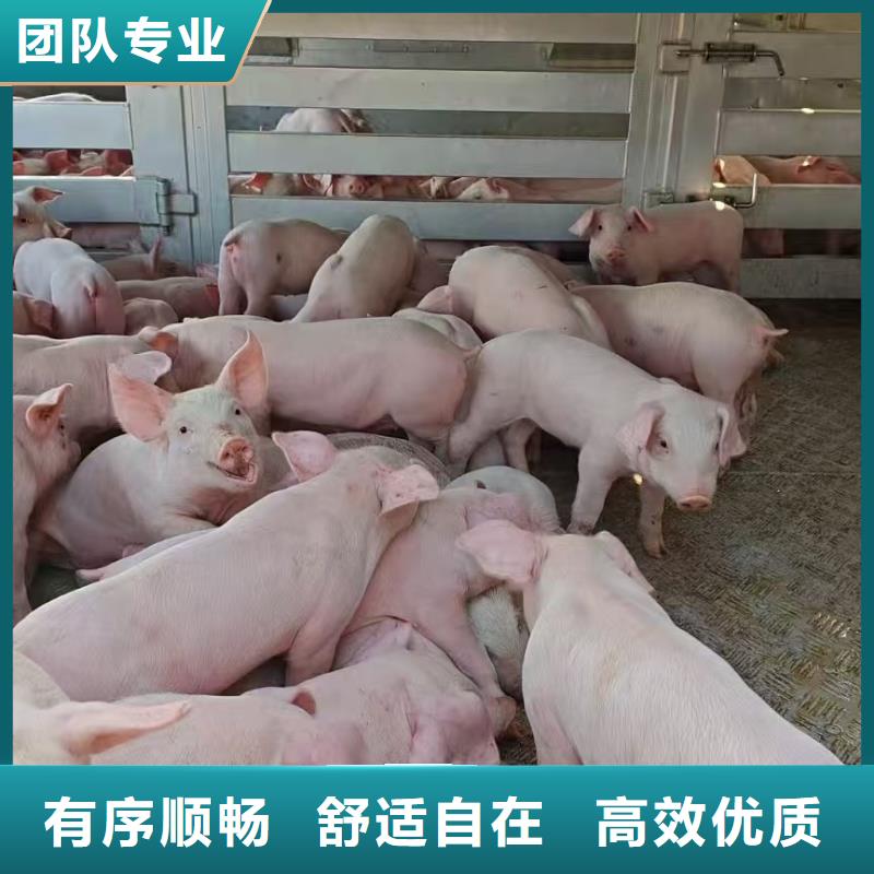 宿迁到休宁生猪空调车运输行业领先