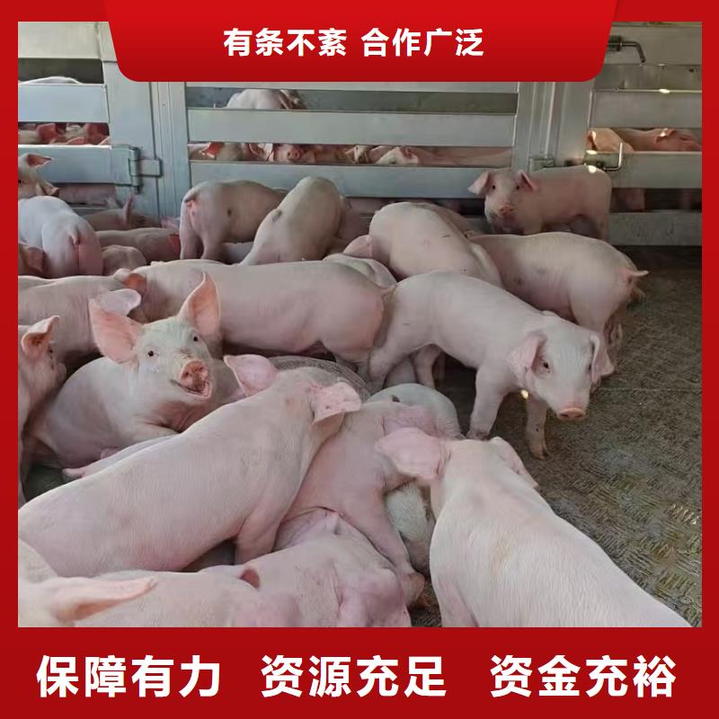 鹤壁到海北仔猪恒温车运输精心照料