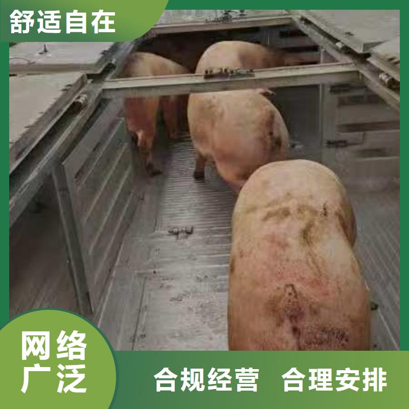 宿迁市到芜湖猪只运输专用车团队专业