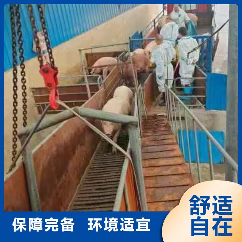 宿迁市沭阳到三门峡散装料专用车正规物流