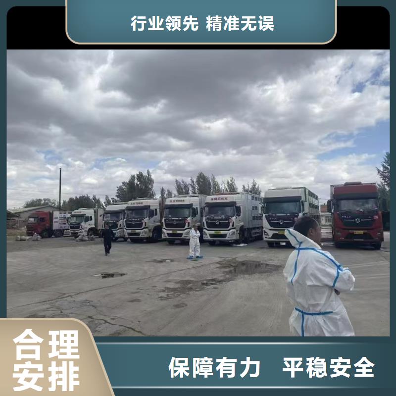 宿迁市沭阳到许昌仔猪空调车运输路线优化