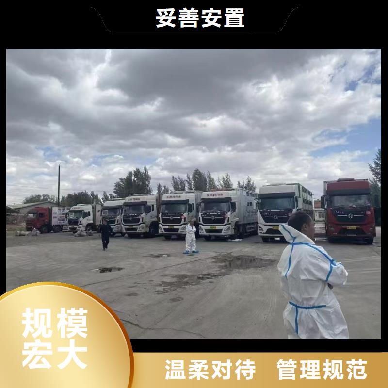 芜湖到果洛生猪恒温车运输妥善安置