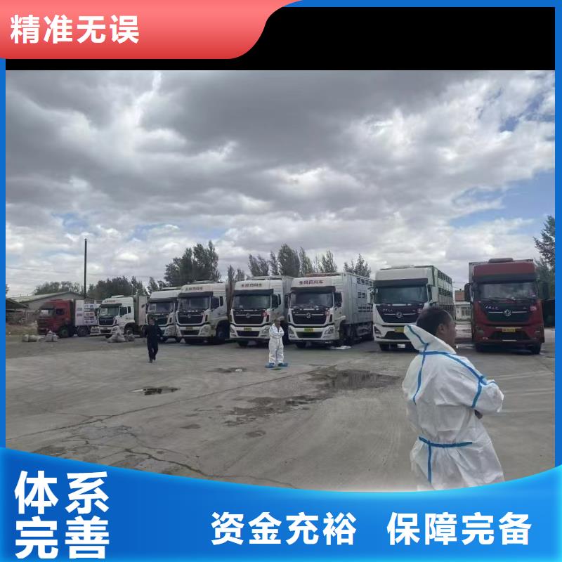 镇江到安庆种猪空调车运输优质