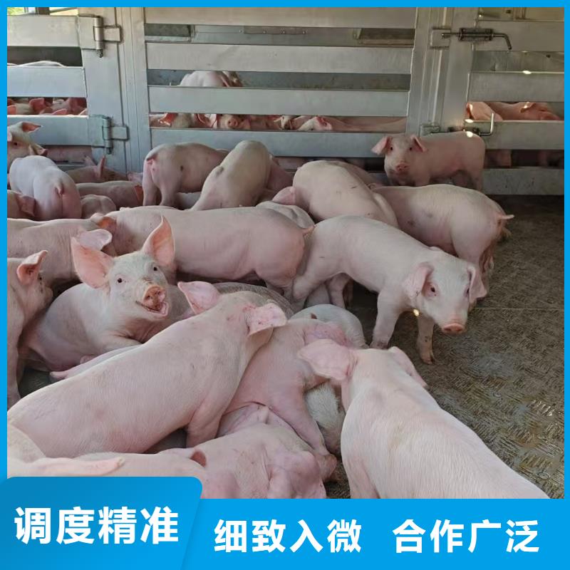 宿迁市泗阳到安庆猪笼车物流整车