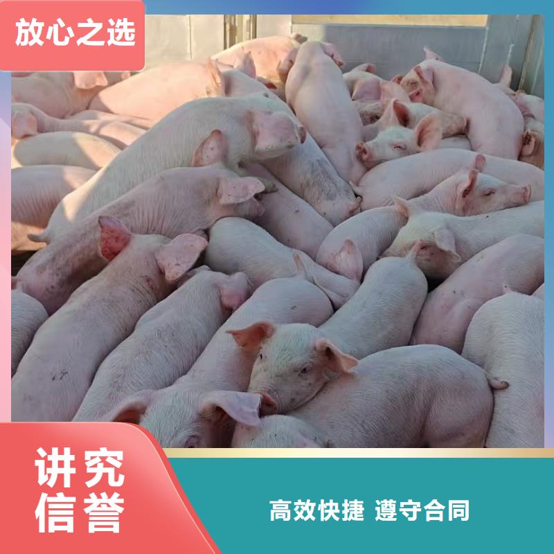 泰州到陕西生猪物流-专用车遵守合同