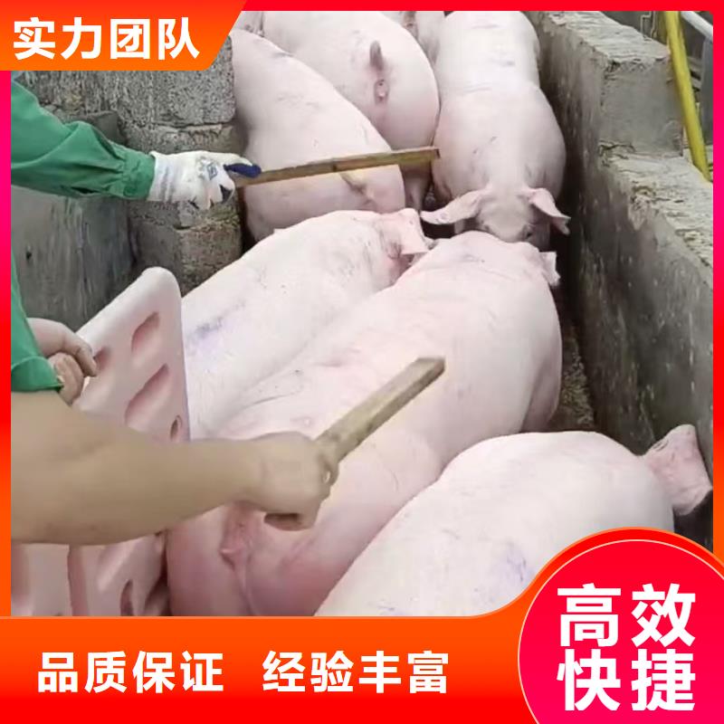 泗阳县至张掖仔猪运输合作广泛