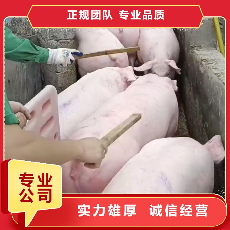浙江到马鞍山种猪运输