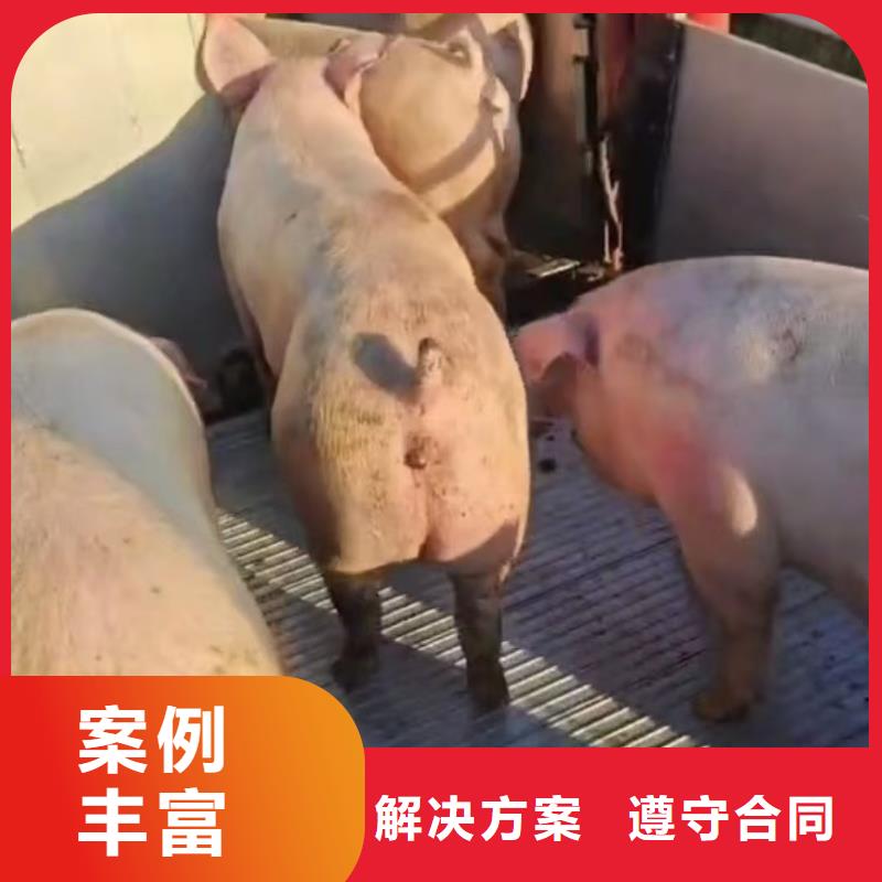 连云港到泉州牛运输-空调车资质齐全
