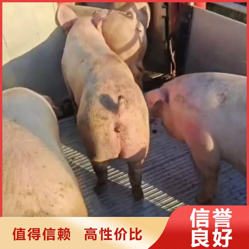 盐城到辽阳牛运输-专用车服务热情