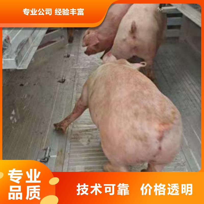 余杭到南京活禽运输方便快捷猪牛羊运输