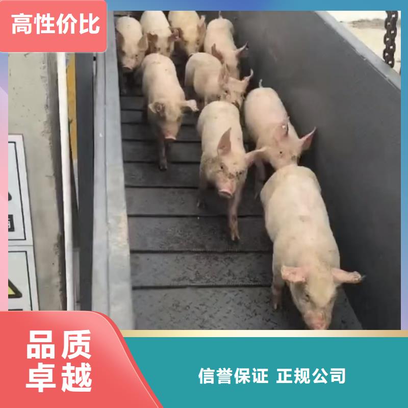 安徽到湖州仔猪运输