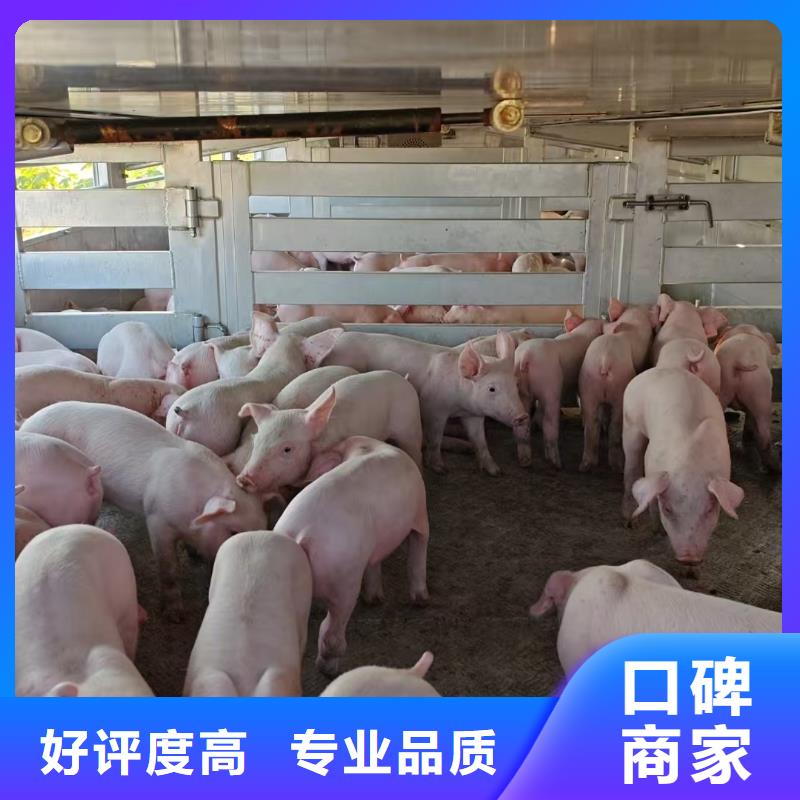 宿迁到泉州猪运输快速