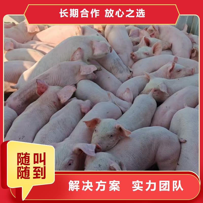 临沂到扬州猪笼车运输保障