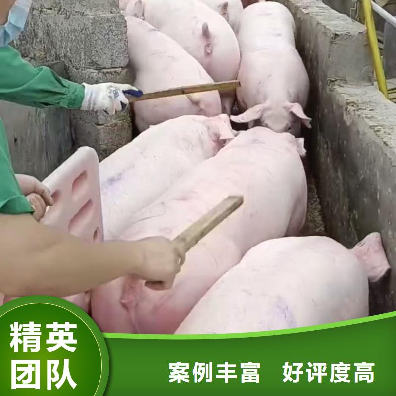 宿迁泗阳到日喀则仔猪运输合规经营