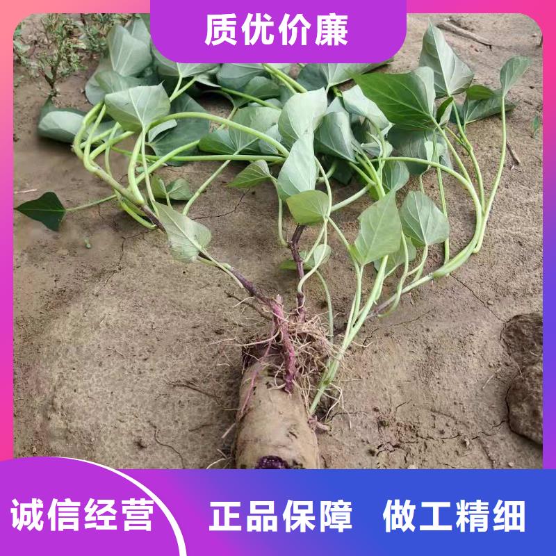 紫薯苗羽衣甘蓝粉省心又省钱货源充足