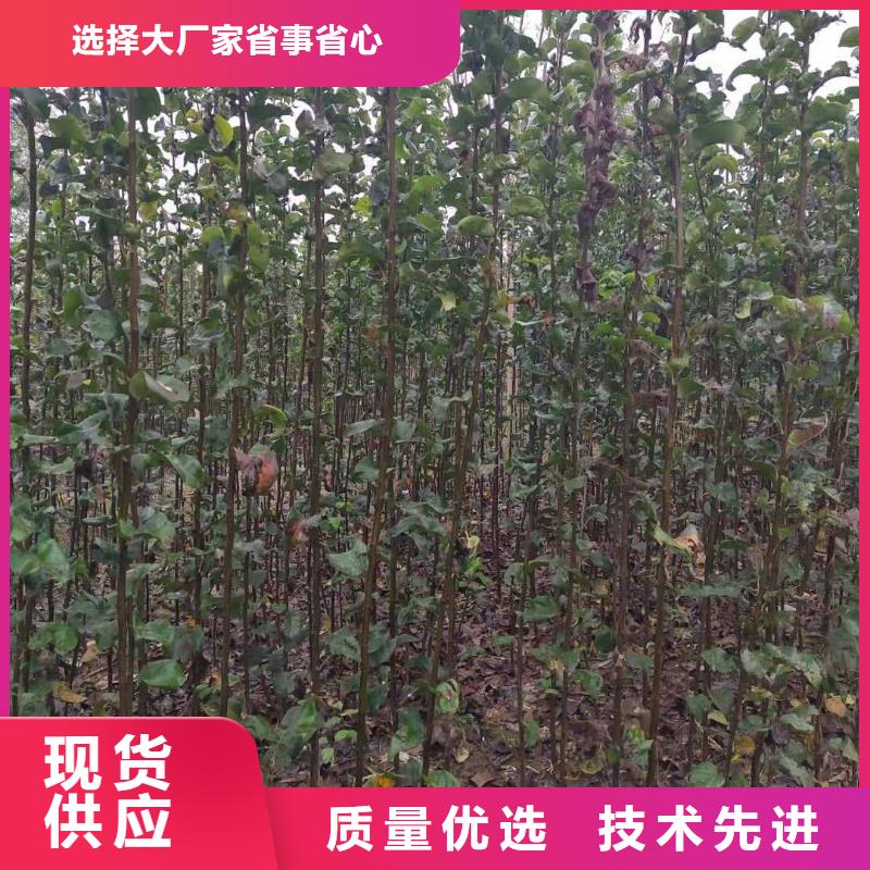 【梨玉露香梨树苗支持加工定制】附近生产厂家