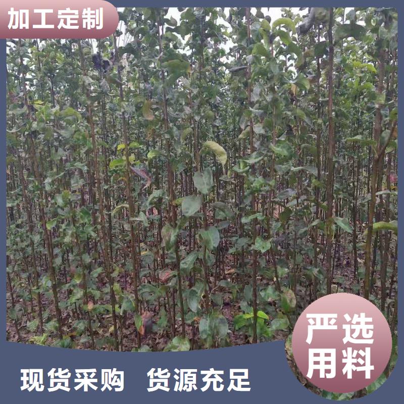 【梨】-山桃苗细节严格凸显品质源厂直销