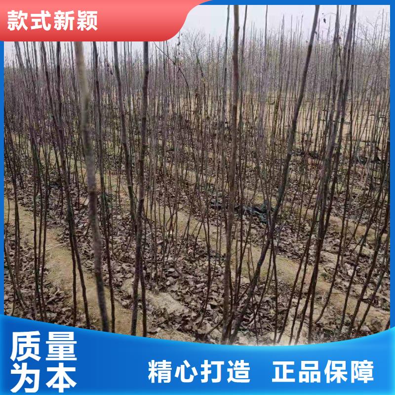 梨,皇冠梨树苗畅销本地精致工艺