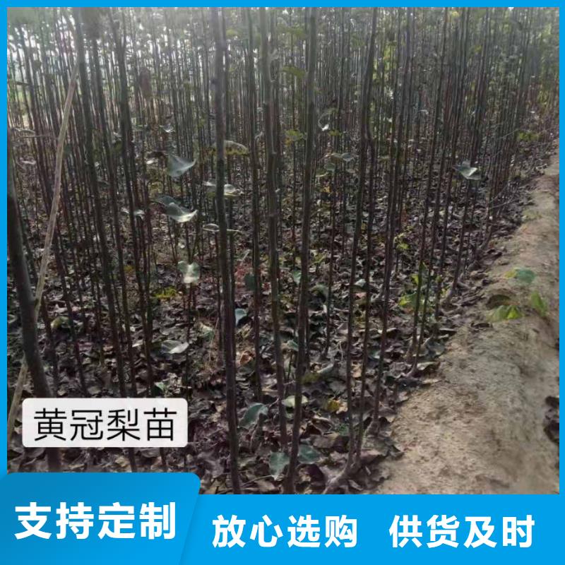 梨,玉露香梨树苗从厂家买售后有保障同城经销商