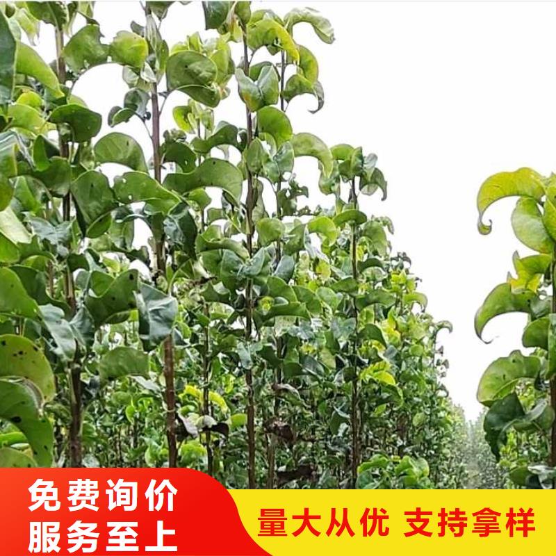 【梨杜梨苗实力商家供货稳定】同城公司