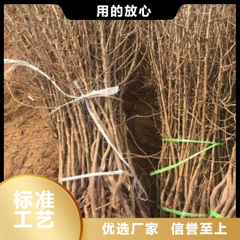 杜梨【瑞蟠101桃树苗】质量不佳尽管来找我标准工艺