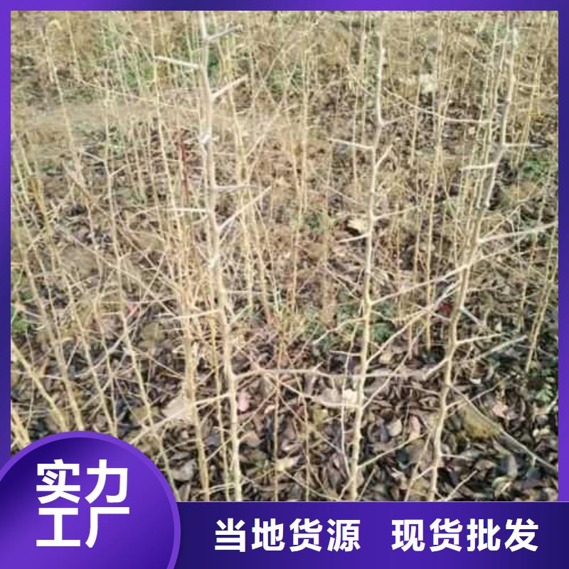 杜梨_山桃苗订制批发当地品牌