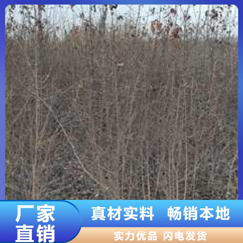 杜梨-【梨树苗基地】厂家直销货源充足同城生产商