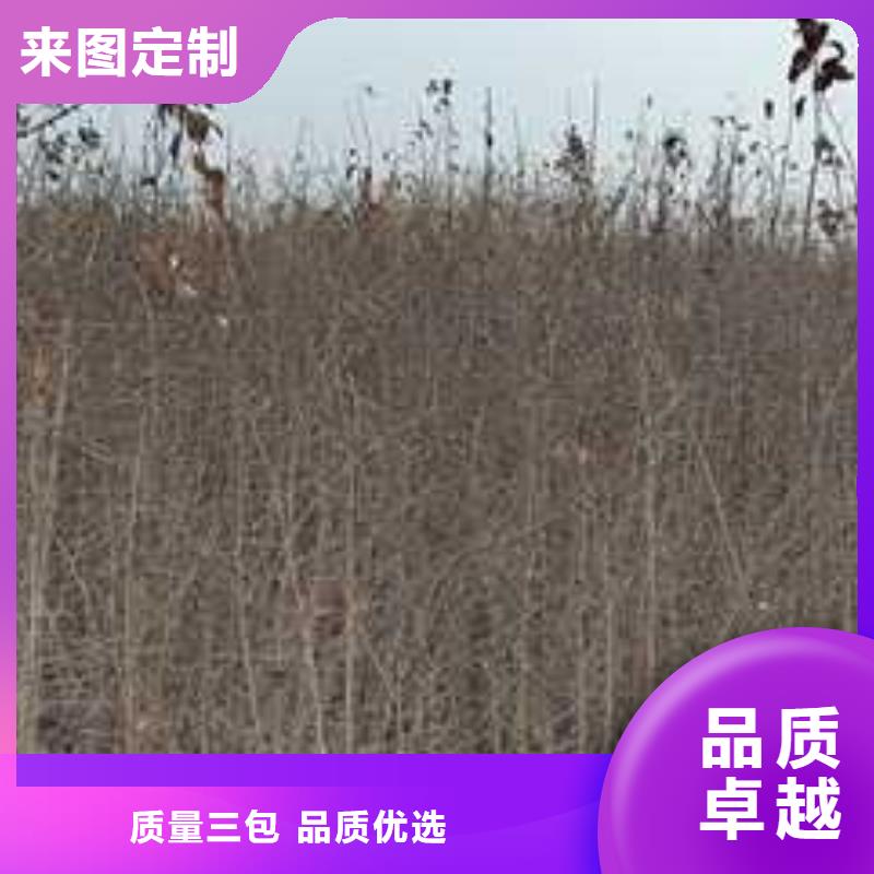 【杜梨杜梨苗源头直供】货源稳定