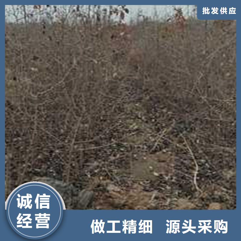 杜梨_秋月梨树苗规格型号全本地制造商