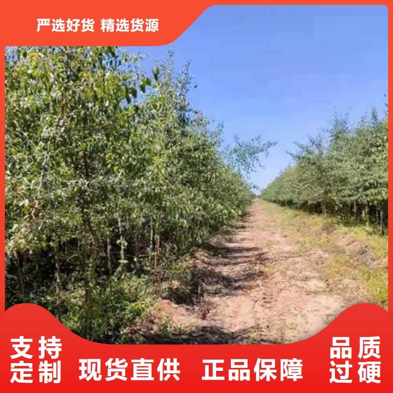 杜梨新梨7号梨树苗厂家现货供应当地制造商