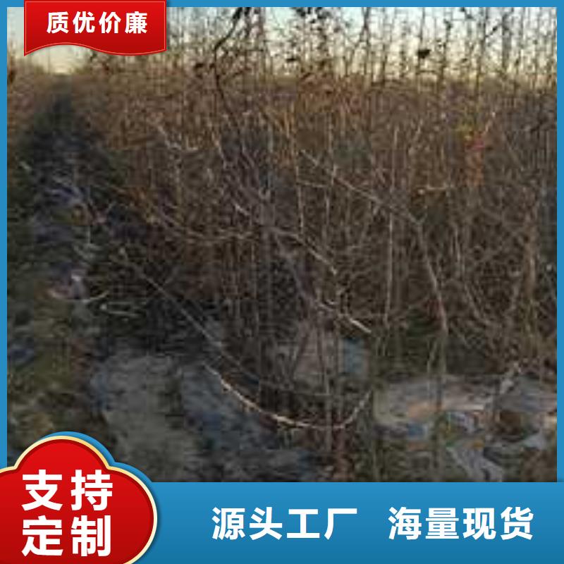 杜梨山桃苗源厂供货本地制造商