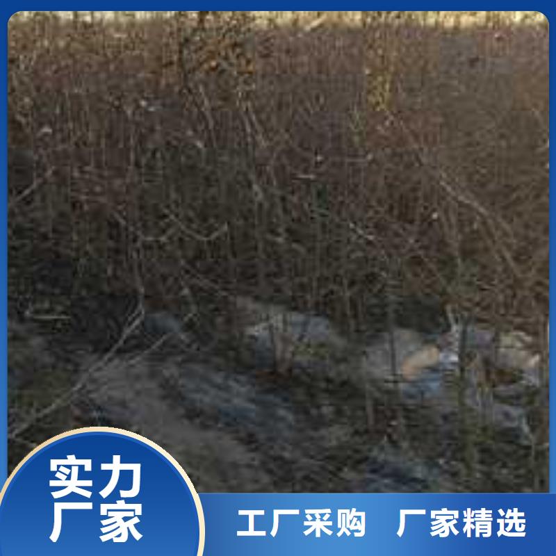 杜梨梨树苗基地原料层层筛选经验丰富质量放心