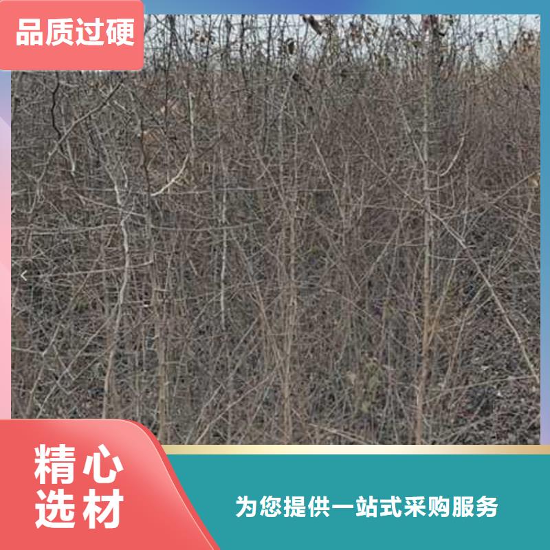 杜梨梨树苗基地满足客户所需现货