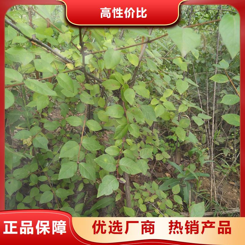 杈杷果【苹果苗】自有生产工厂附近经销商