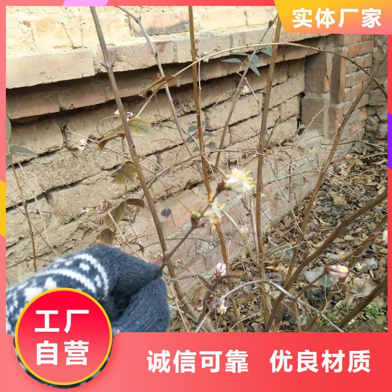 杈杷果-苹果苗原料层层筛选细节决定成败