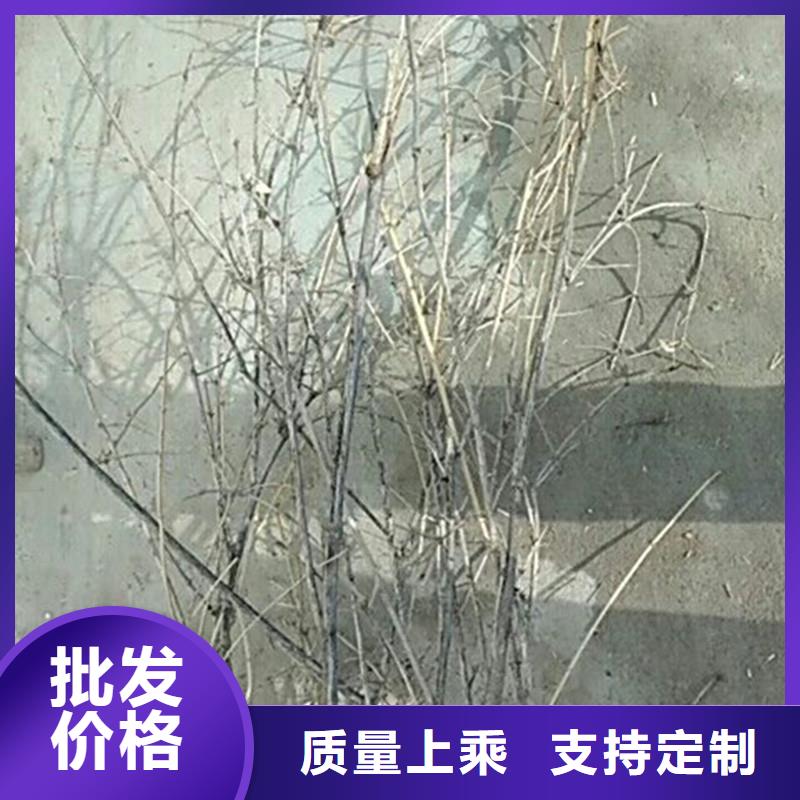 【杈杷果】李子苗产地采购当地公司