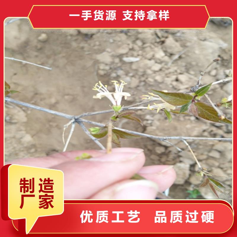 杈杷果樱桃苗专注细节使用放心精心选材